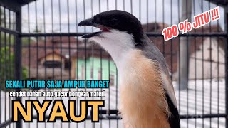 Download lagu cendet gacor ISIAN JERNIH JITU untuk PANCINGAN CENDET AGAR BUNYI bikin BURUNG PENTET GACOR SEKETIKA mp3