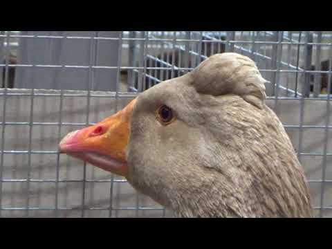 Mecklenburger Gänse*buff*Vorstellung*121. LIPSIA Leipzig 2017*Wassergeflügel*Goose