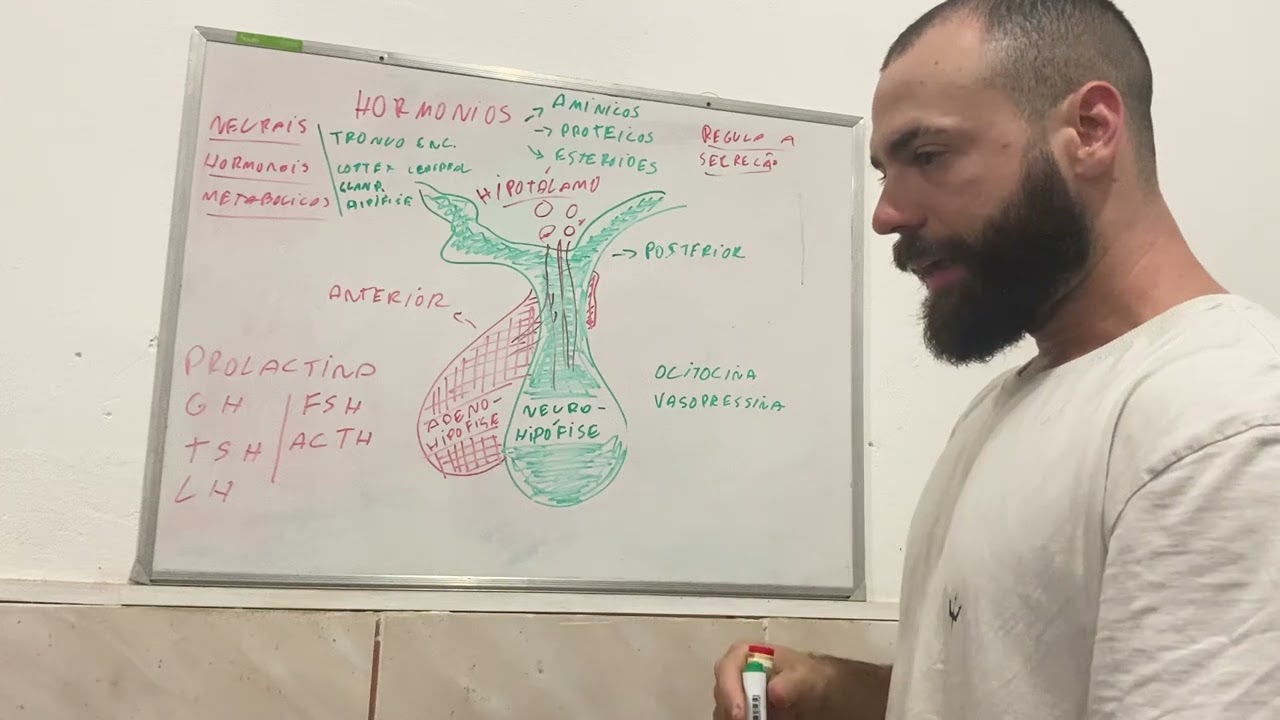 Hormônios e Regulador de secreção da hipófise (hipotálamo)