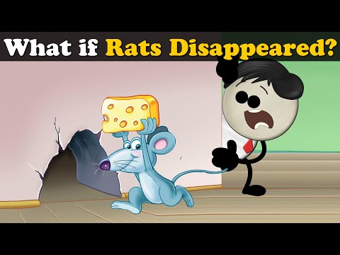 What if Rats Disappeared? + more videos | #aumsum #kids #science #education #children