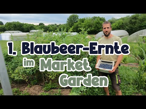 1.  Blaubeer-Ernte im Market Garden