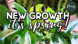 HOUSEPLANT UPDATE (new growth and seasonal changes)