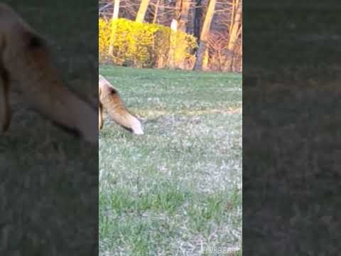 Fox Steals Pile of Dead Voles