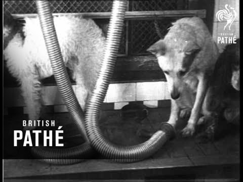 The Bow-Wows' Boudoir On Sleeve As The Bow Wows Boudoir (1932)