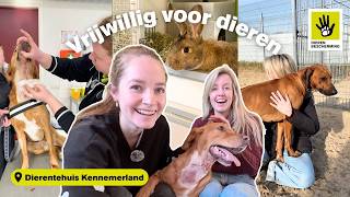 ASIEL VLOG: meehelpen als vrijwilliger 🐰 konijnen voeren, spoedgeval L