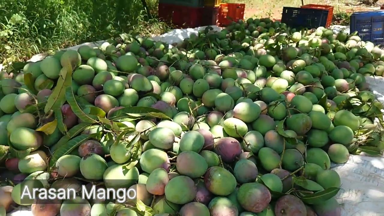 Senthoora Mango | Available on IndiaMART