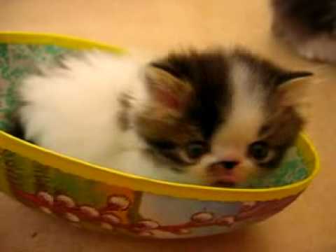 Puppies and Flowers : Cute kittens in bowls