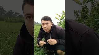 Download lagu saha eta NU nonggeng😂 mp3