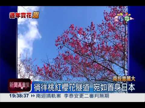 不只有"楓"情! 奧萬大千株櫻花開