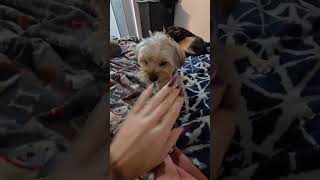 Video preview image #1 Mutt Puppy For Sale in Gretna, NE, USA