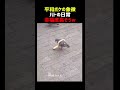 平和ボケの象徴 ハトの日常６連発