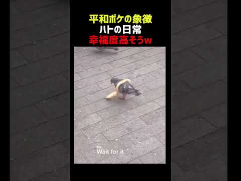 平和ボケの象徴 ハトの日常６連発