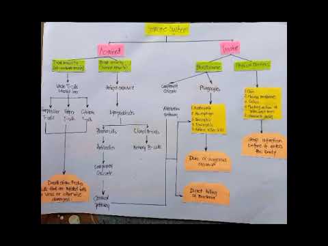 Immune System(Conceptual Diagram).
