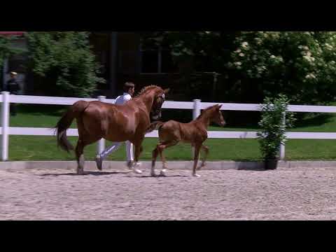 Syha u. Winkler, Vivino-Don Diamond-Londonderry