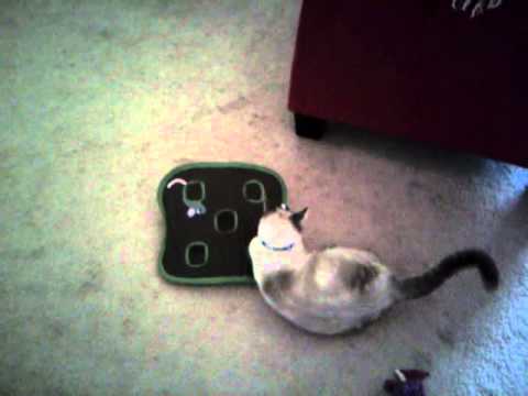 Feb 13, 2013 3:49 PM