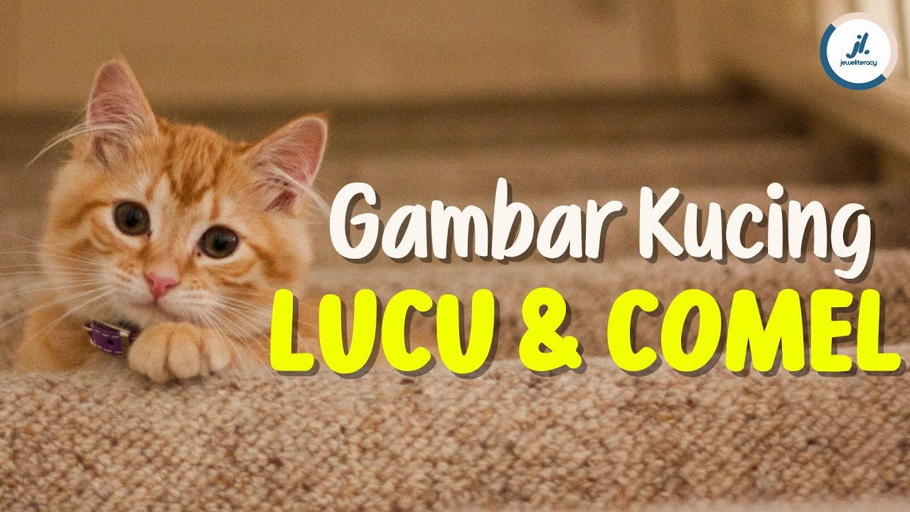 KUMPULAN GAMBAR KUCING LUCU DAN MENGGEMASKAN