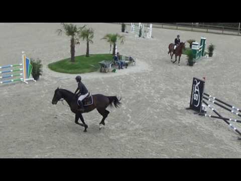 Casanova Casall X Contender stallion born 2011