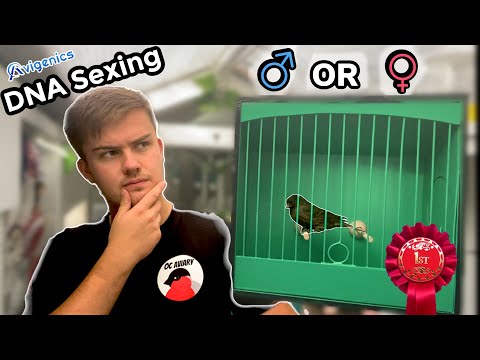 Redpoll DNA Test Results & Show Team Selection!