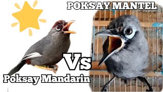 Download lagu Poksay Mantel Vs Poksay Mandarin Kombinasi Poksay gacor full Variasi mp3