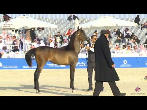 N 52 AALIA AKMAL   Asharqia Arabian Horse Classic 2020   Yearling Fillies Class 1D