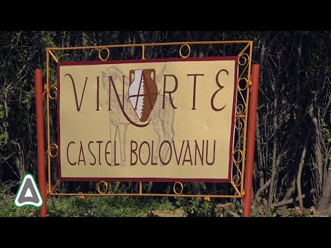Trenduri, agroturism si linii de imbuteliere la Vinarte - Castel Bolovanu