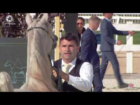 N.2 LUZIA N - European Championship 2020 - Prague - Yearling Fillies (Class 1A)