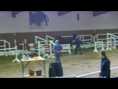 Holsteiner Hengst von Uriko - Renomèe *2014