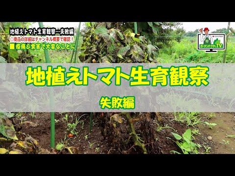 , title : '【トマト栽培の失敗例】藤田智先生に疫病対策を聞く！ガーデンドクターTV⑮'