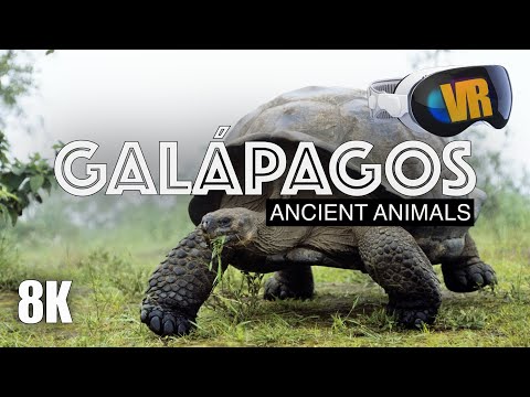 GÁLAPAGOS in 3D: Ancient Animals [8K VR180]