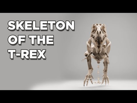 The Fascinating Anatomy of the T-Rex Skeleton