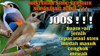 Download lagu bird sounds, bird therapy jams sound, masteran srdc full stuffing mp3