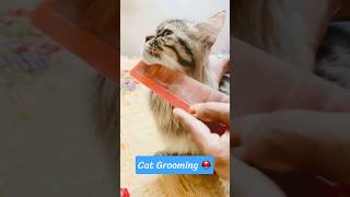 Download lagu Tokei No Uta 🥰 #cartoon #cute #funny #pets #viral #grooming #cat #animals #billi #tiger #japan mp3 Download lagu Tokei No Uta 🥰 #cartoon #cute #funny #pets #viral #grooming #cat #animals #billi #tiger #japan mp3