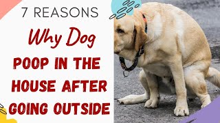 Why Does My Dog Poop In The House After Going Outside (Answered and Explained With 7 Reasons)