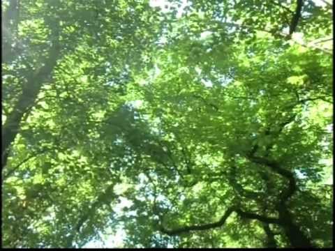 Bogdan Sobkowiak plays A.Dvorak