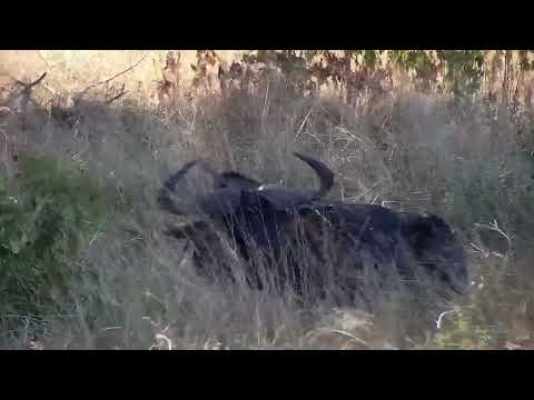 Djuma: Warthogs, Impalas and Wildebeest bull - 14:43 - 03/10/2022