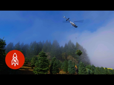 Harvesting One Million Christmas Trees by Helicopter