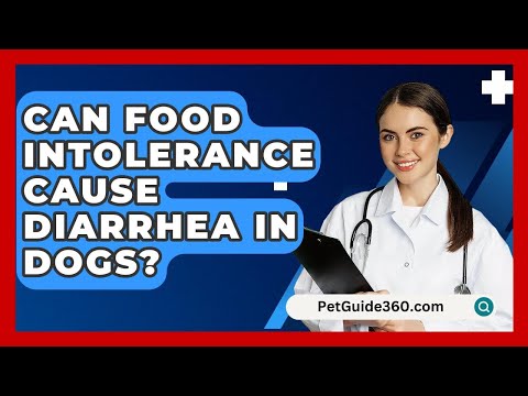 Can Food Intolerance Cause Diarrhea In Dogs? - PetGuide360.com
