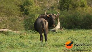 Safari Scenes 27-30 March 2024