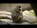 Baby Mandrill Born At Disney S Animal Kingdom