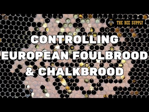 BEEKEEPING: Controlling European Foulbrood & Chalkbrood