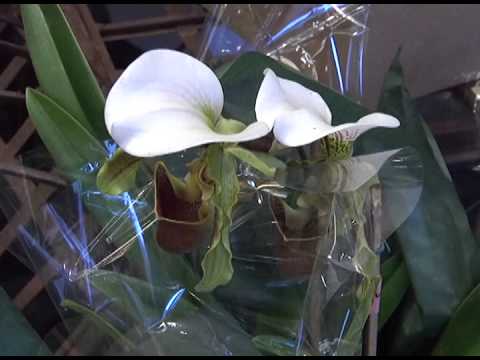 Programa Neusa Bighetti exibido no dia 14/06/2015 - Exposição e venda de Orquídeas RibeirãoShopping