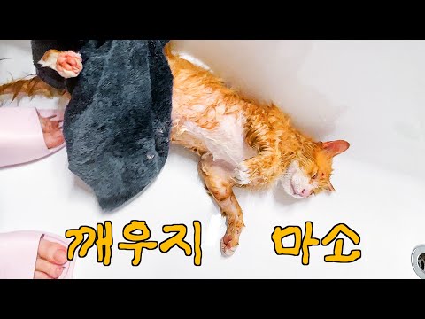 고양이 목욕하다가 골골송 부르며 잠을 잔다고?! 와.. 이게 맞아?