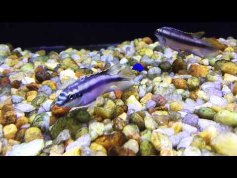 種のスポットライト - AO クリブス (クリベンシス) - エピソード 13