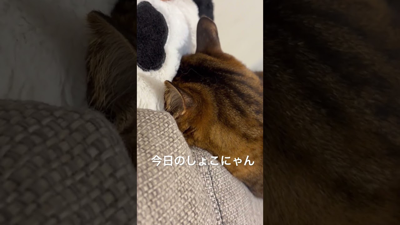 きょうのしょこにゃん