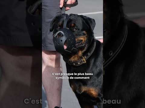 Ce Rottweiler agressif a été un tournant dans ma vie