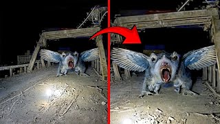 Criaturas Misteriosas Capturadas por Câmeras