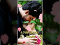 Anbae Anbae Nee En Pillai Tamil Romantic Whatsapp Status