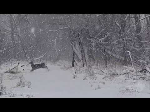 11-30-2019 Rapid City, SD - Deer Running in Blizzard