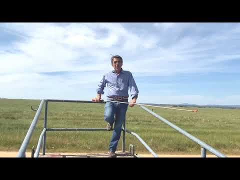 EMBARCANDO vacas para TENTADERO