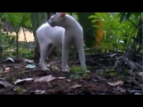 Tujhe Bhula Diya..cat version.flv